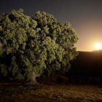 Encina Milenaria
