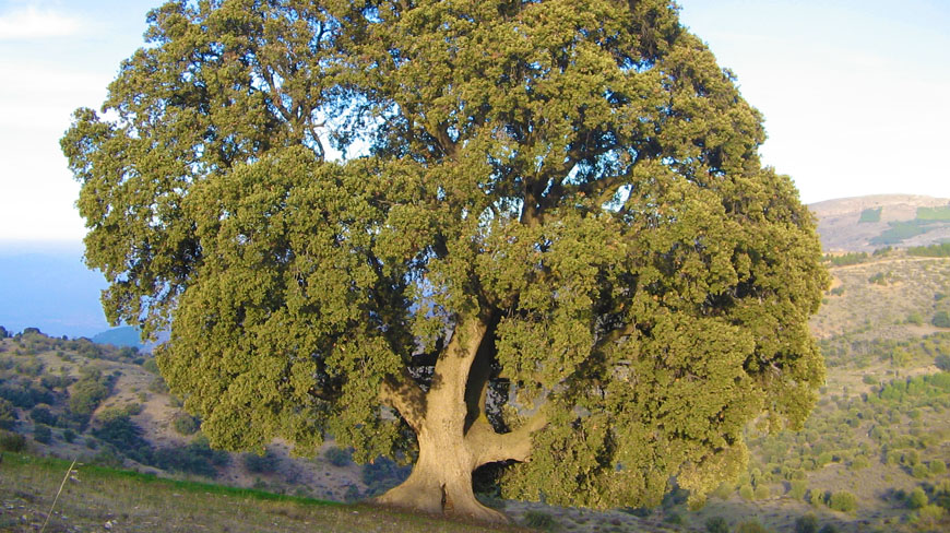 natural-encina-milenaria-2