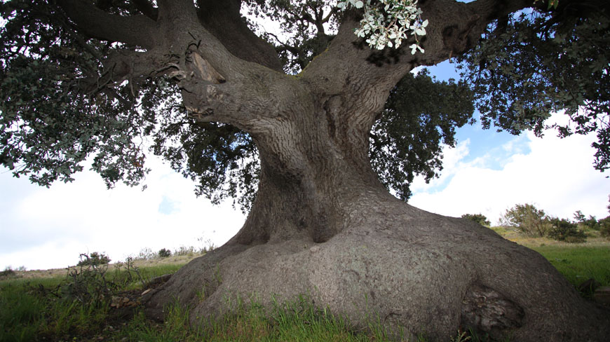 natural-encina-milenaria-3