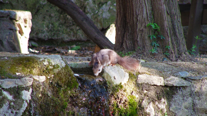 natural-merendero-de-la-jordana-2